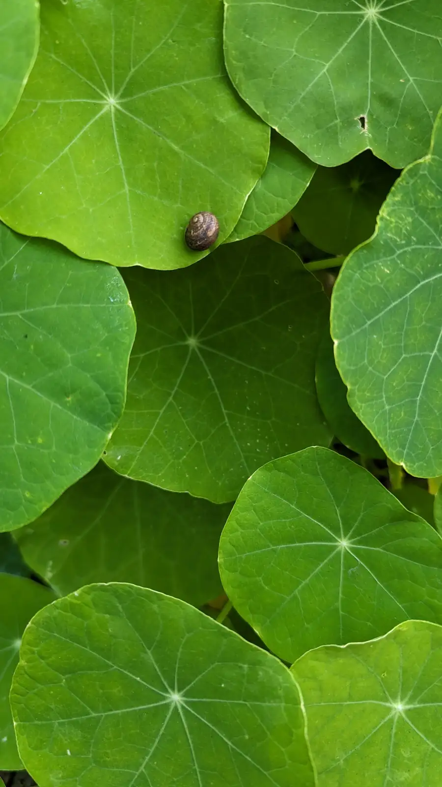 What shade of green is this?