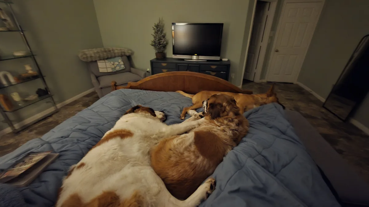 Three dogs are sleeping on a blue bed in a bedroom, with one large dog lying on its back and two others curled up nearby…