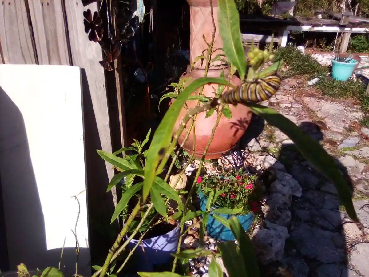 A large, striped caterpillar with yellow, black, and white bands crawls on a green leafy plant in a sunny garden. The plant…