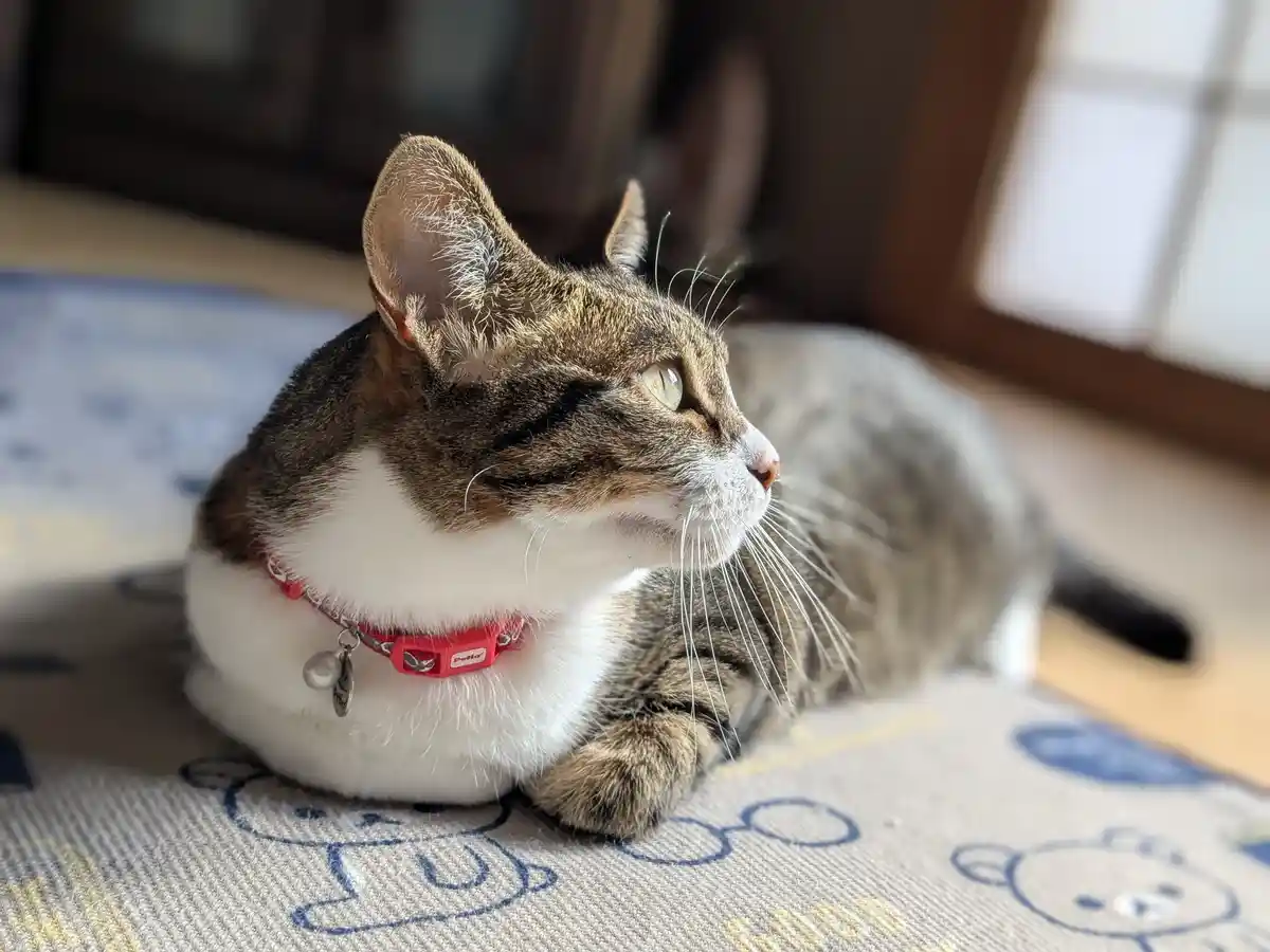 A tabby and white cat with green eyes lies on a patterned rug, wearing a red collar, looking off to the side with a calm…