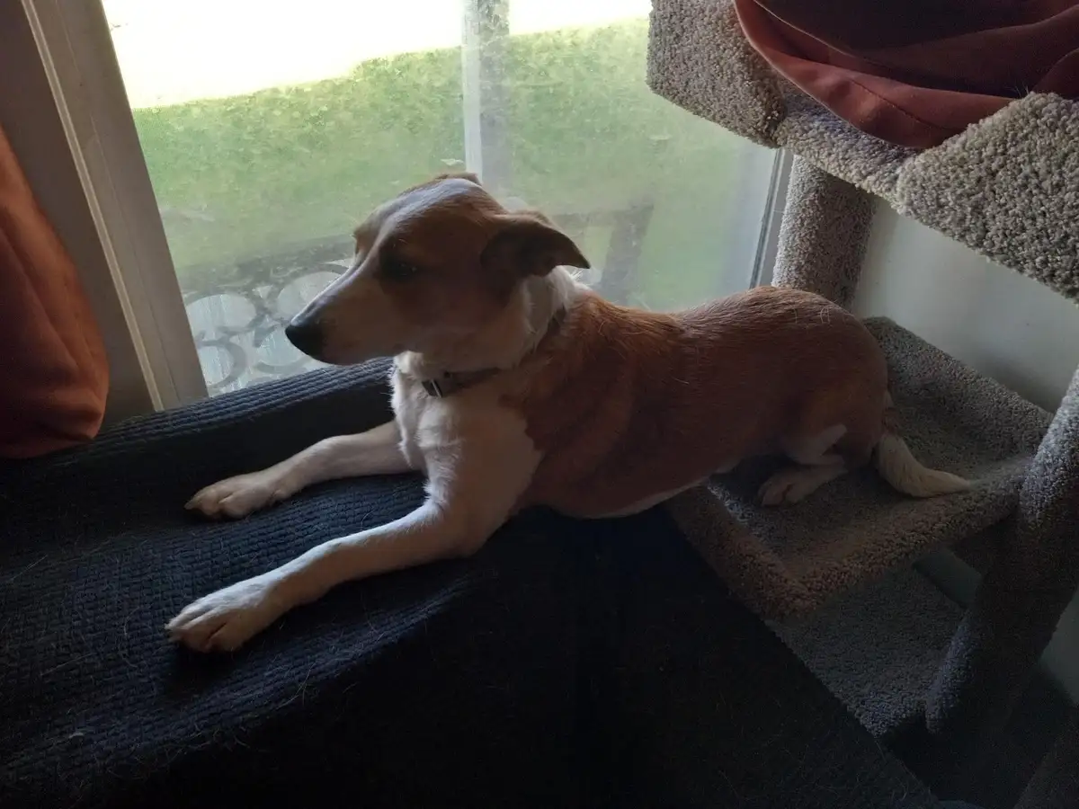 A brown and white dog lies stretched out on a dark blanket atop a cat tree, gazing intently out a window. The dog's body is…