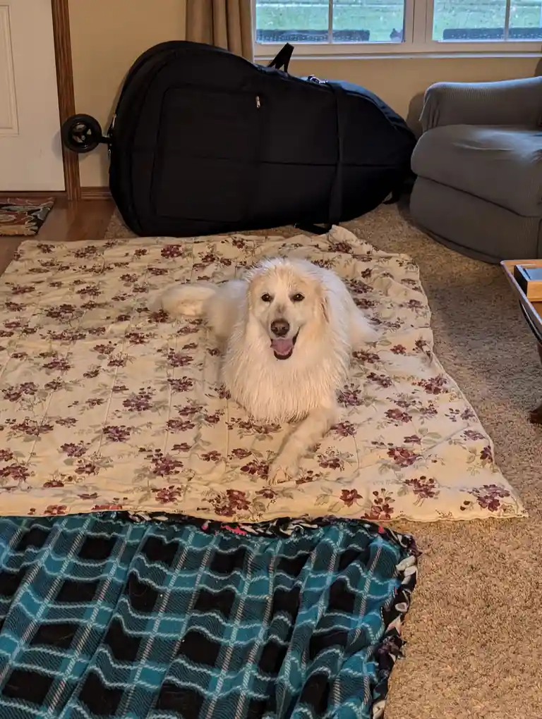 A fluffy white dog lies happily on a floral-patterned blanket in a living room, with a large black wheeled pet carrier…