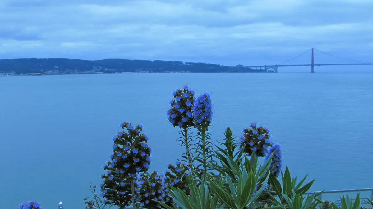 A serene blue-toned photo shows blue flowers in the foreground with a distant suspension bridge over water under a cloudy…