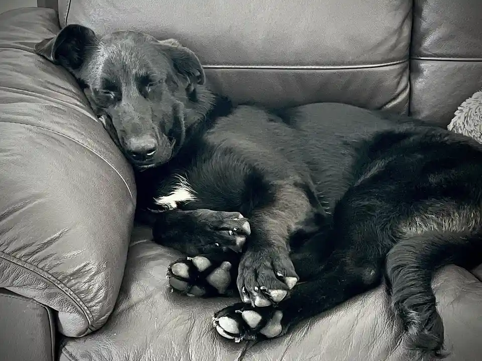 A black dog with a small white patch on its chest is lying asleep on a dark leather couch, its head resting on the armrest…