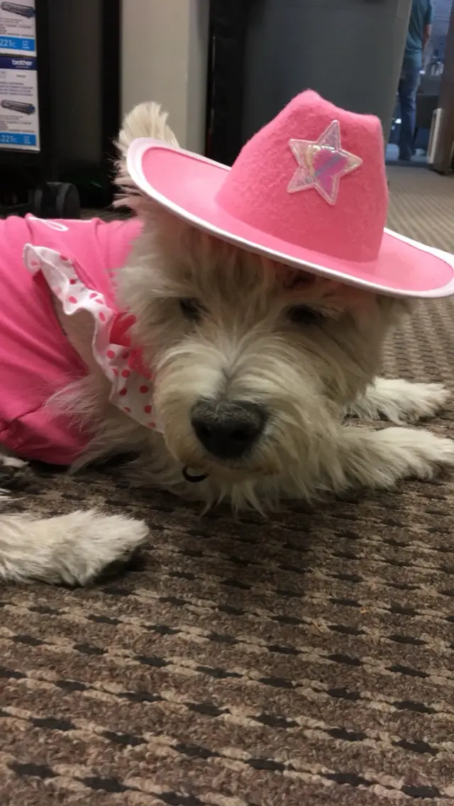 A small, fluffy white dog lies on a patterned carpet, wearing a bright pink cowboy hat with a star and a matching pink…