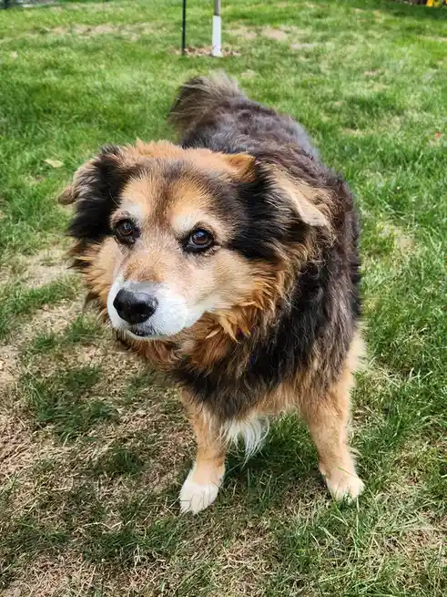 A medium-sized, fluffy dog with brown, black, and white fur stands on green grass, looking directly at the camera with a…