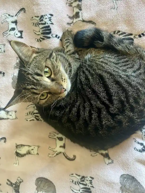 A tabby cat with green eyes lies curled up on a blanket patterned with black-and-white cat silhouettes, looking up with a…