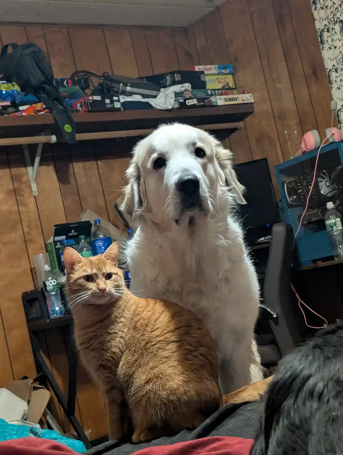 A large white dog sits upright behind a seated orange tabby cat, both looking directly at the camera with neutral…