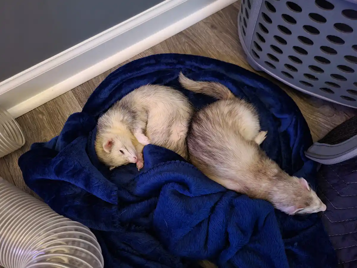 Two ferrets are curled up and sleeping on a blue blanket on a wooden floor, one is curled into a ball with its eyes open…