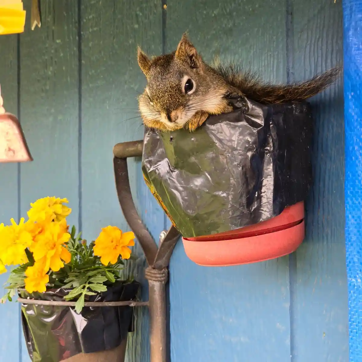 A squirrel is peeking out from inside a black plastic bag that's been stuffed into a red hanging flower pot, set against a…