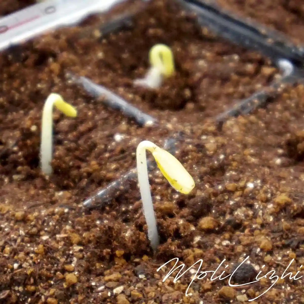A close-up photo shows three small, pale yellow seedlings emerging from dark brown soil in a plastic tray, with one in the…