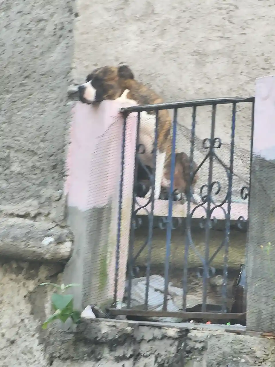 A brindle and white dog is resting its head on a pink-painted concrete ledge behind a black metal railing, appearing to be…