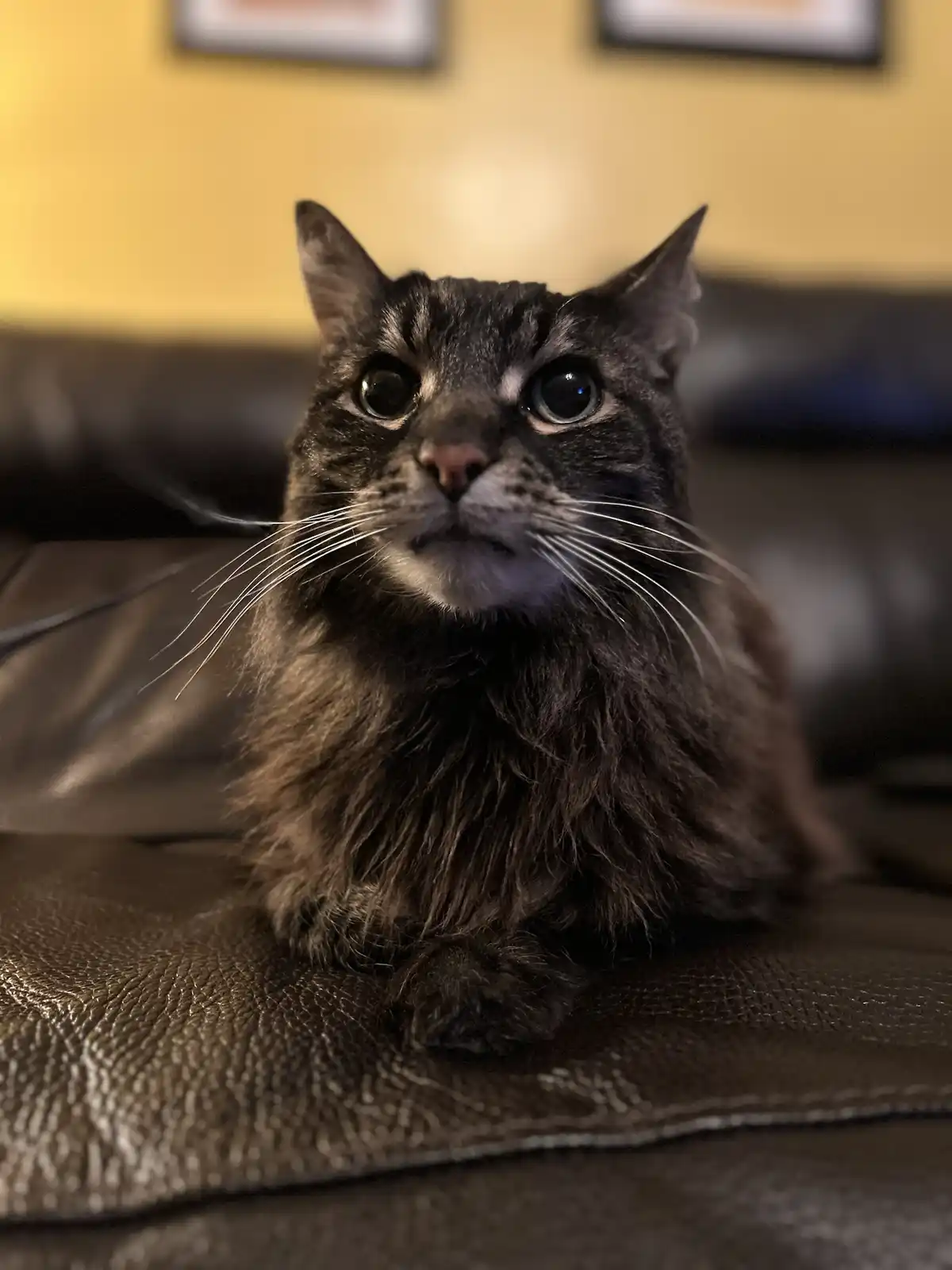 A close-up photo of a fluffy, dark tabby cat with wide, startled eyes sitting on a dark brown leather couch. The cat's…