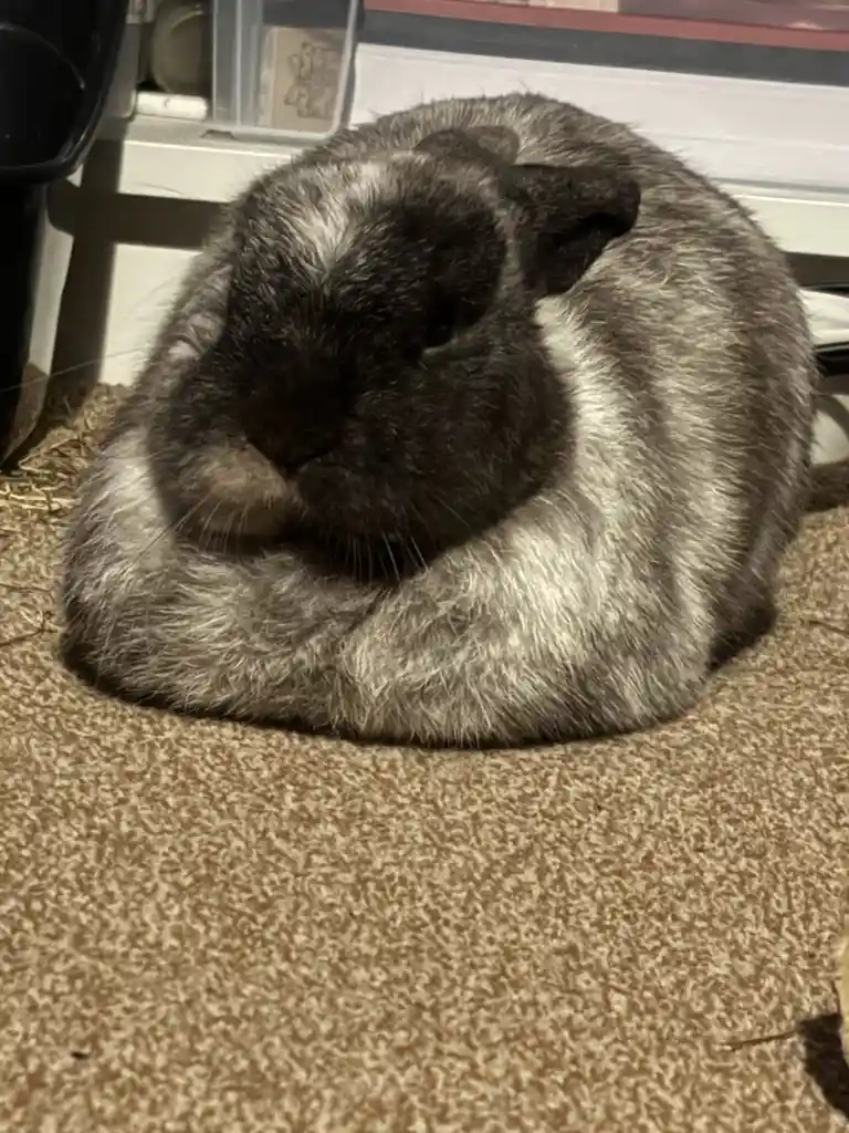 A fluffy gray and white rabbit is curled up in a tight ball on a brown carpet, appearing very sleepy or uninterested. The…