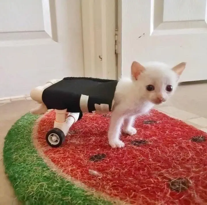 A small white kitten stands on a red and green watermelon-patterned rug, wearing a black fabric harness attached to a white…