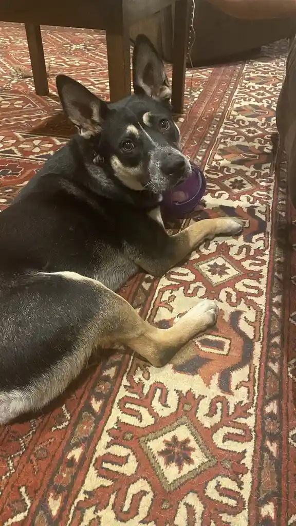 A black and tan dog with alert ears lies on a patterned red and beige rug, holding a purple toy in its mouth while looking…