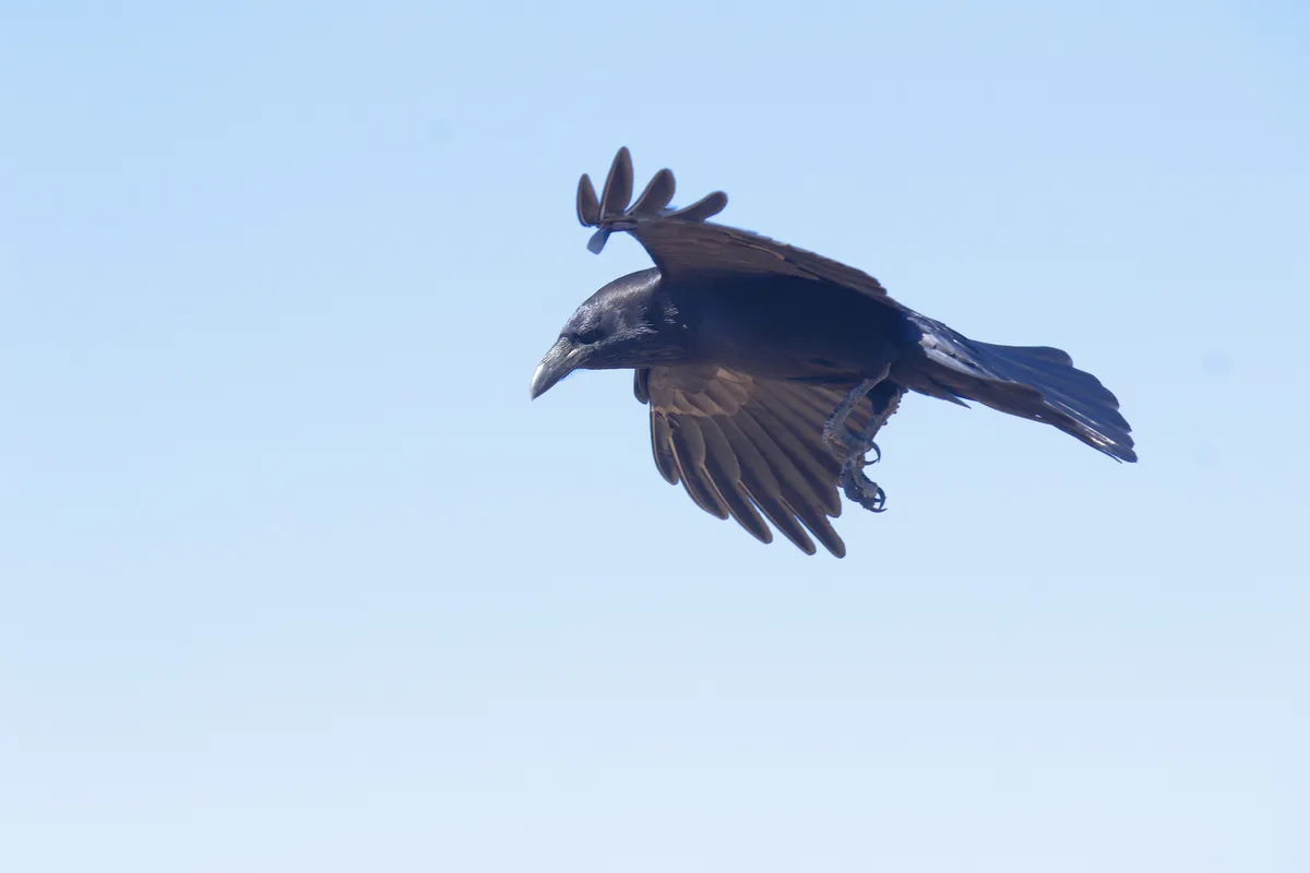The Mysterious World of Crows