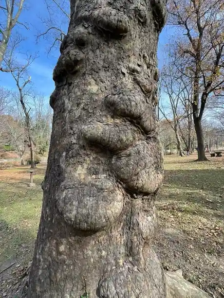 a close-up photo of a tree trunk in a park with natural bark growths that resemble a human face with eyes, nose, and mouth…