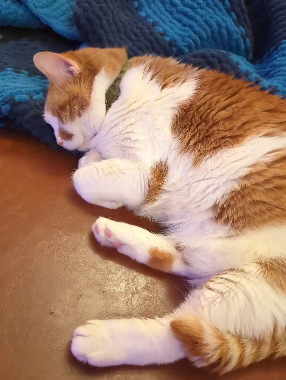 A ginger and white cat is curled up sleeping on a person's chest, which is resting on a blue textured blanket. The cat's…