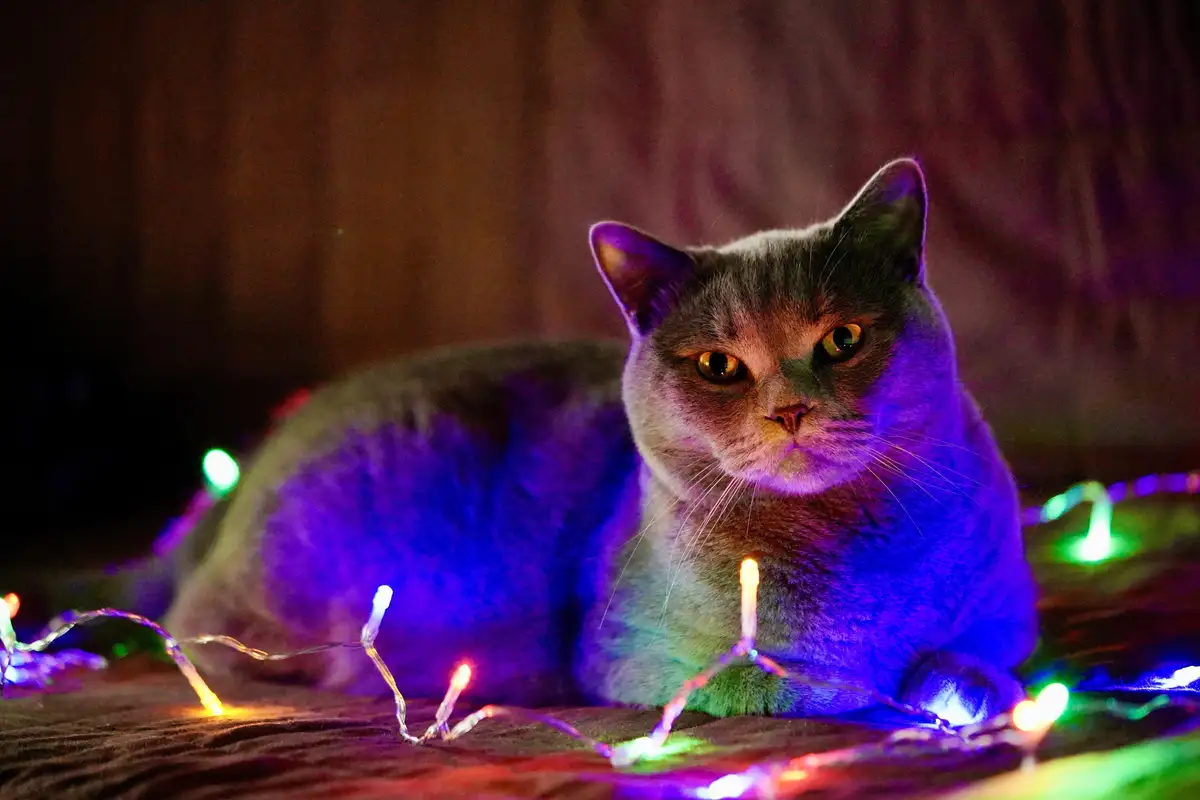 A gray cat with a stern, unimpressed expression sits surrounded by colorful string lights in a dimly lit room. The cat's fur…