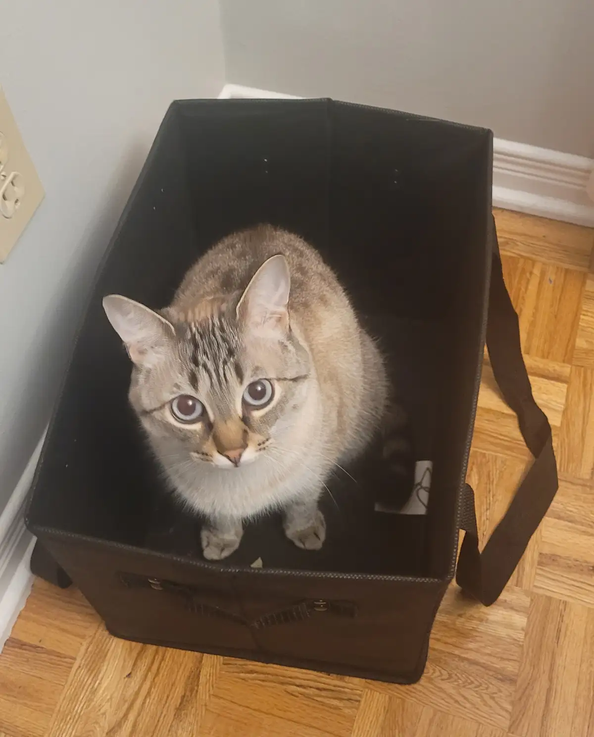 A tabby cat with wide, startled eyes sits upright inside a black fabric storage bin on a wooden floor, looking directly at…