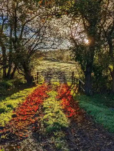 A scenic autumn path covered in red leaves leads to a metal gate framed by trees with sunlight filtering through. The ground…