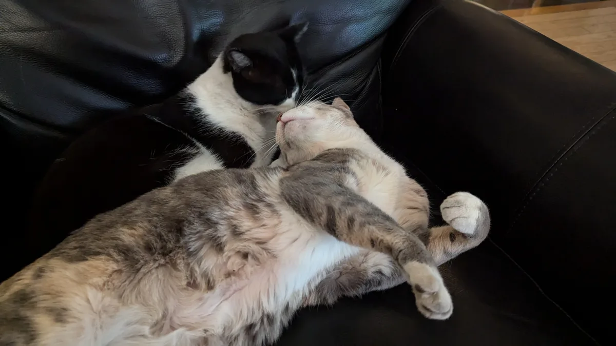 Two cats are resting on a black leather couch; one black-and-white cat nuzzles the head of a calico cat lying on its back…