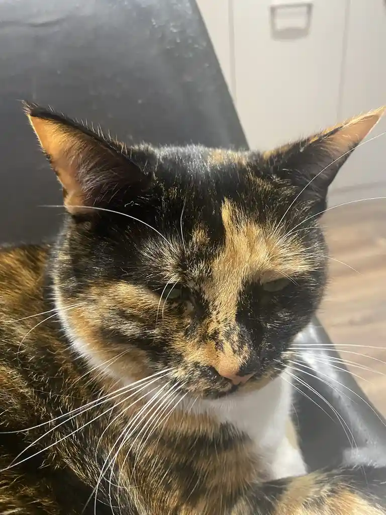 A close-up photo of a calico cat with black, orange, and white fur, looking directly at the camera with half-closed, sleepy…