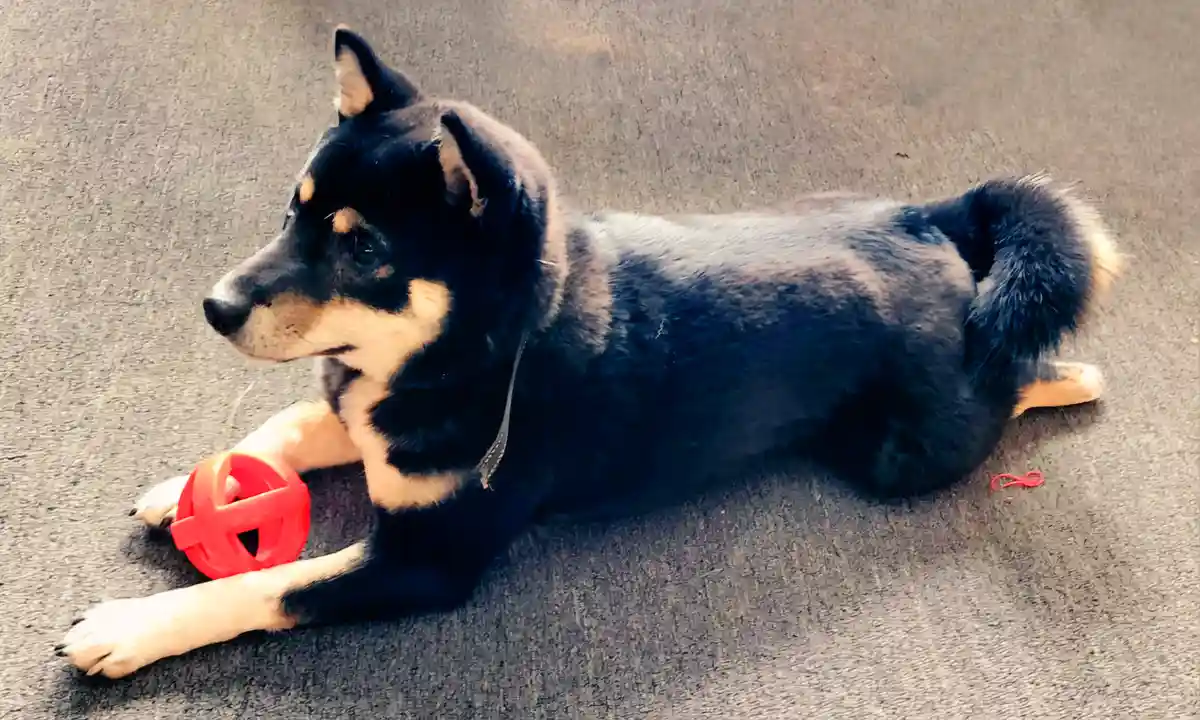 Radar the Shiba Inu: Growing Up and Adorable Memories!
