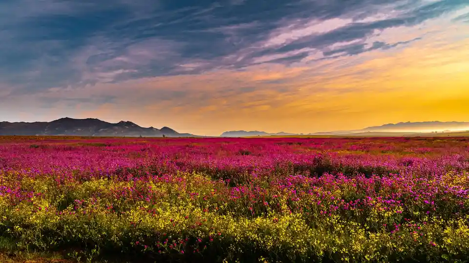 In Paarl, South Africa, explore a network of trails amidst wildflowers and meadows, offering breathtaking high vistas of the…