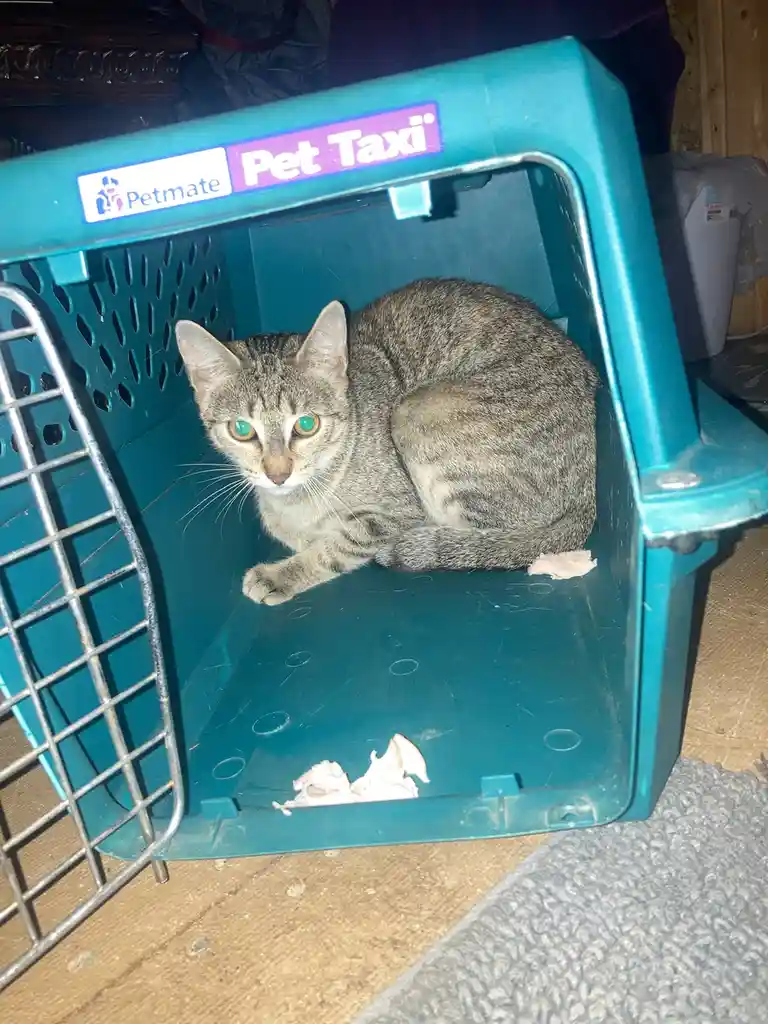 A gray tabby cat with green eyes sits inside a teal Petmate Pet Taxi carrier, looking directly at the camera with a slightly…