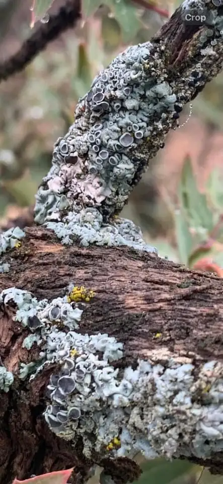 A close-up photograph shows grayish-green lichen with circular, cup-like structures growing densely on a textured, brown…