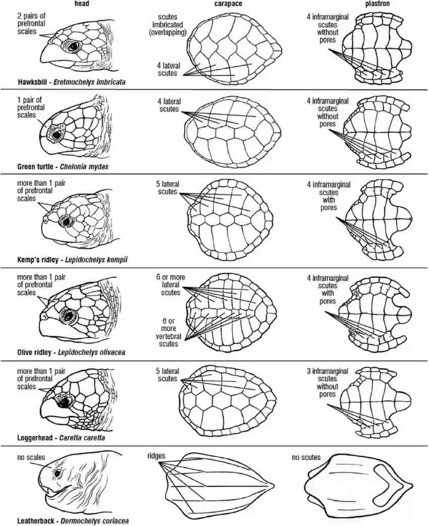A scientific diagram comparing sea turtle species by head, carapace, and plastron scute patterns. Each row shows a turtle…