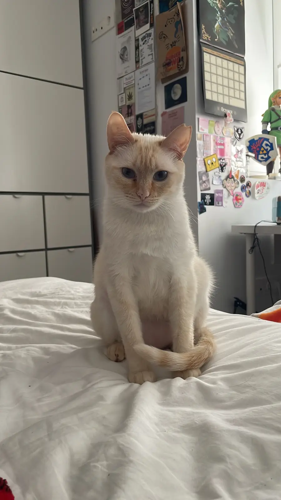 A light-colored cat with blue eyes sits upright on a white bedsheet, looking directly at the camera with a serious…