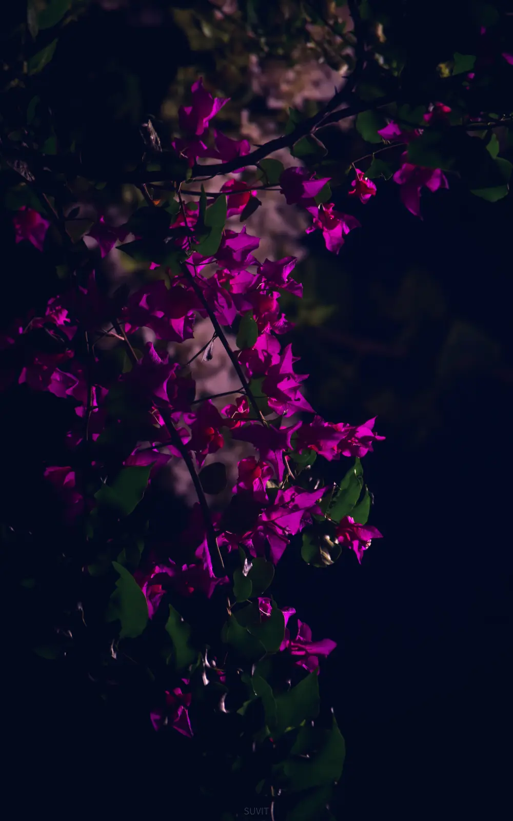 A dark, moody photograph of vibrant magenta bougainvillea flowers and green leaves illuminated against a black background…