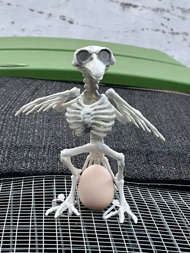 A small plastic bird skeleton figurine is posed sitting upright on a metal grid, holding a brown egg between its legs. The…