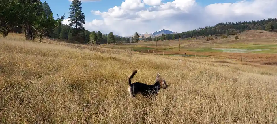 Exploring the Beauty and Wonders of Colorado