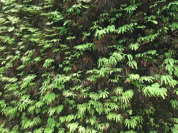 A close-up photo of a dense wall covered in vibrant green ferns and brown moss, with the overlaid text reading 'i'm not…