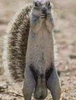 A squirrel stands upright on its hind legs, facing forward with its front paws raised near its mouth as if holding something…