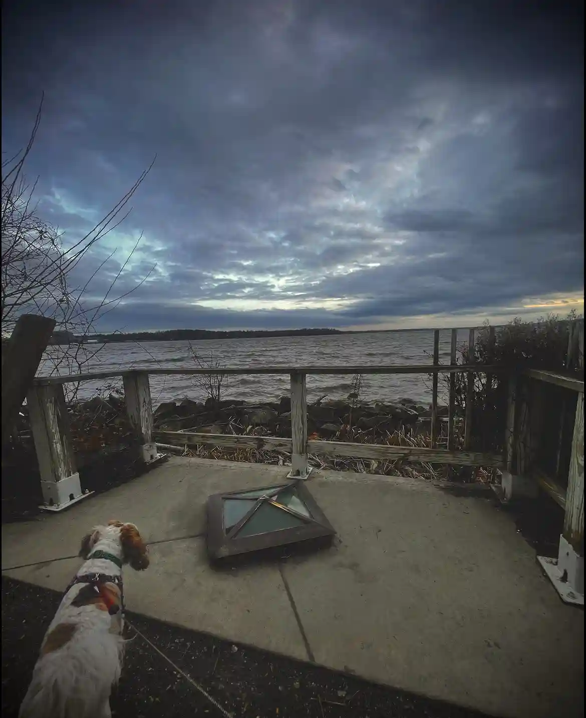 A dog on a leash stands on a concrete patio looking out at a stormy body of water, with a broken window pane lying nearby…