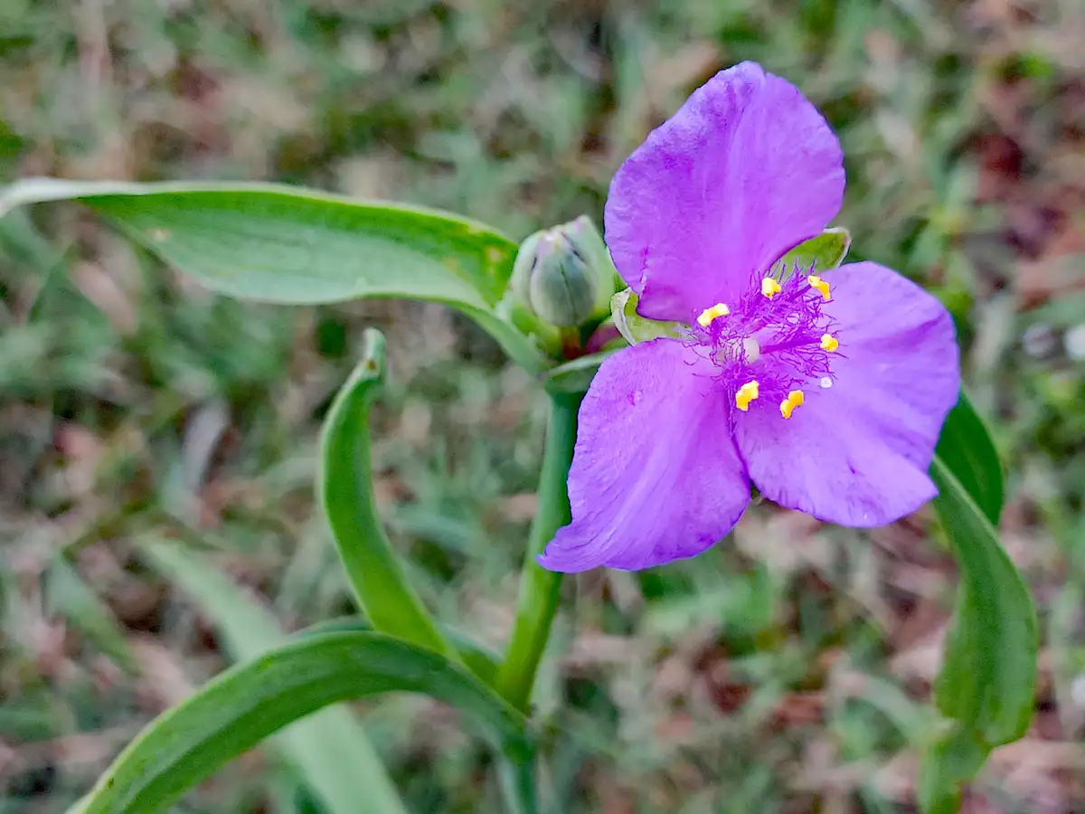 Meet the Volunteer Spiderwort: Nature's Unsung Hero