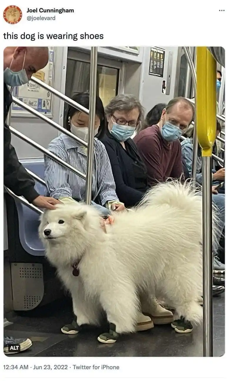 A fluffy white dog stands on a subway train floor, wearing small green and beige shoes on its paws, while several masked…