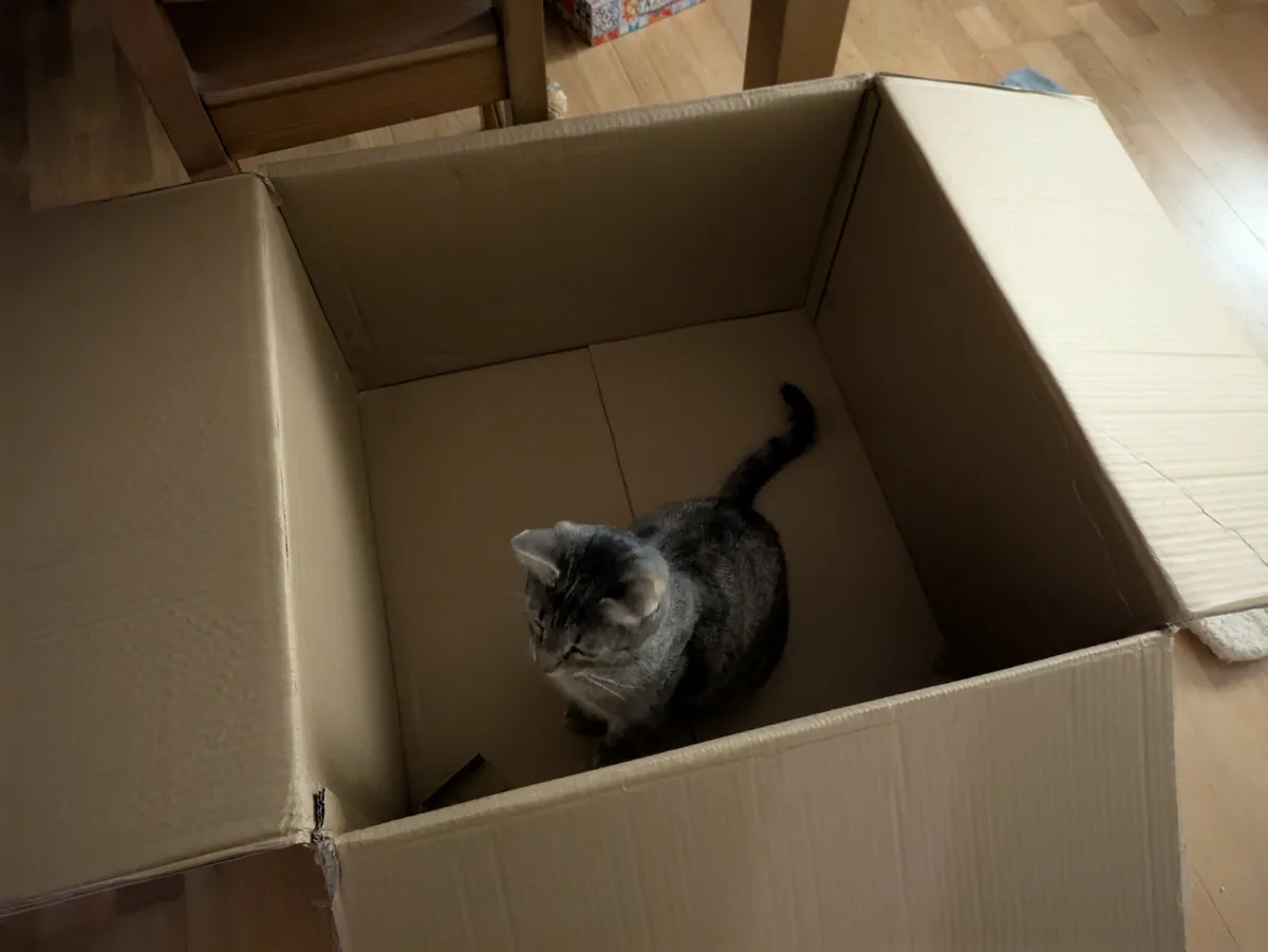 If It Fits, It Sits: The Cat Philosophy