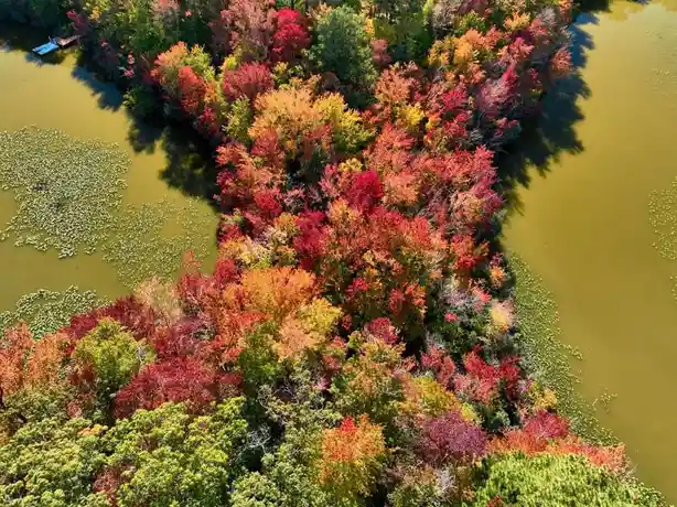 An aerial view shows a vibrant patch of autumn trees with red, orange, and green leaves, surrounded by murky green water and…