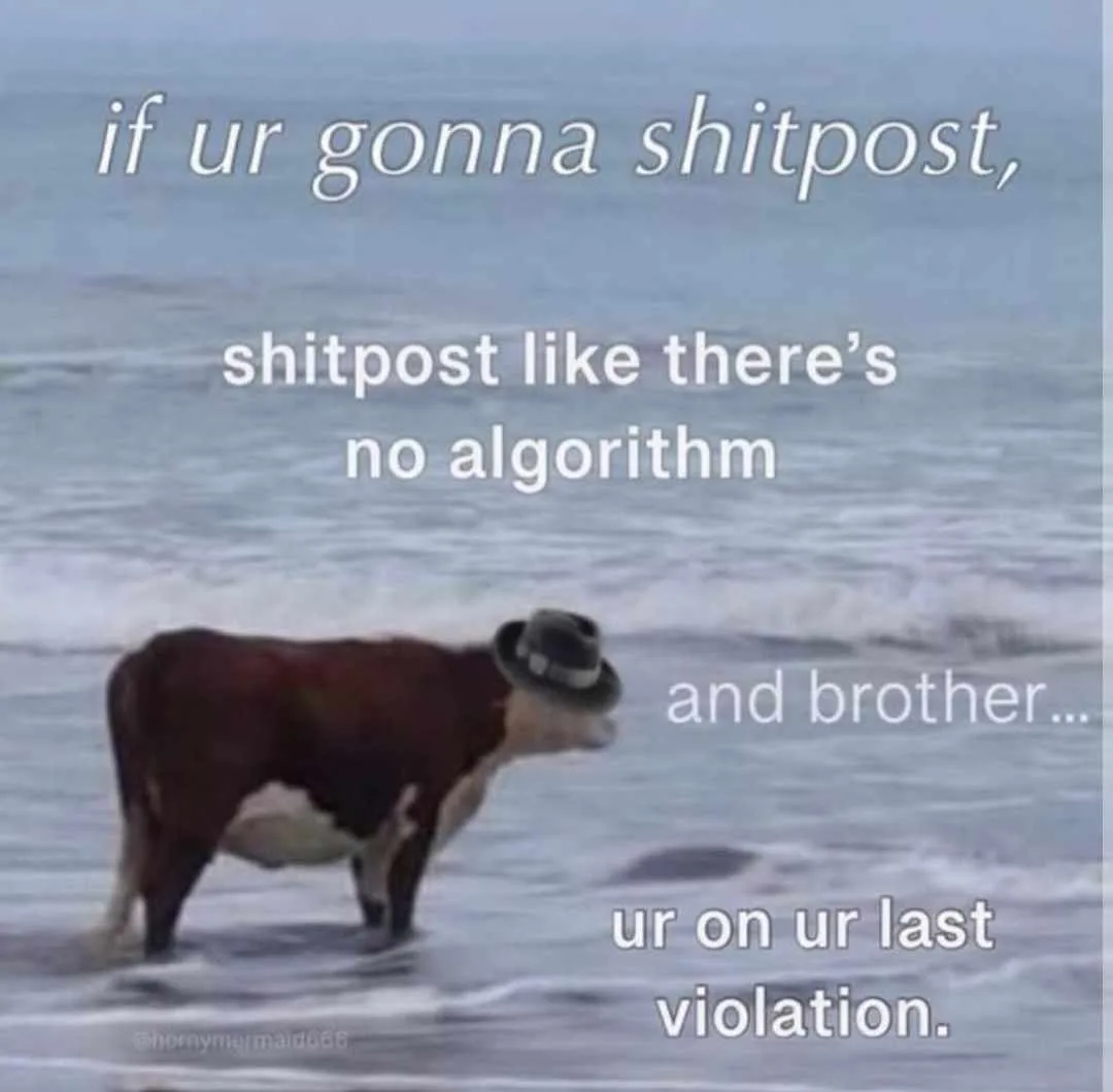 A brown and white cow wearing a black fedora stands in shallow ocean water, facing right. White text is overlaid in four…