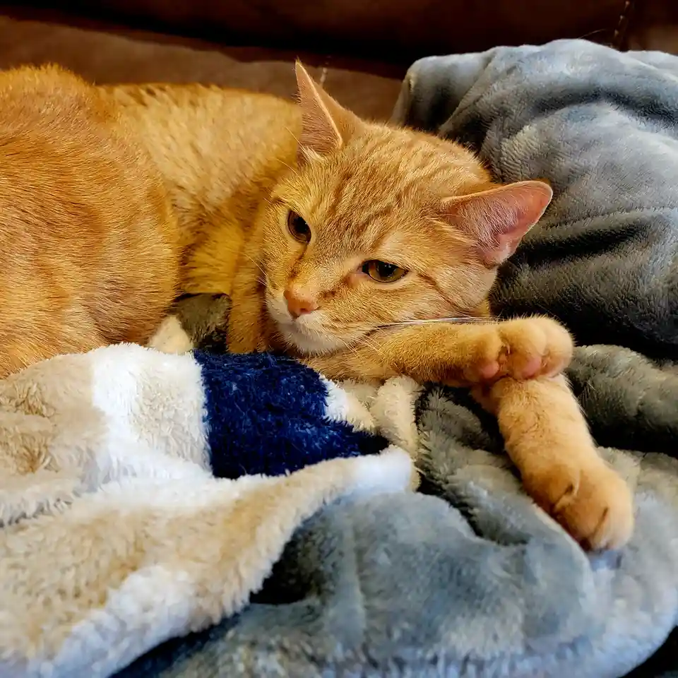 An orange tabby cat lies curled up on a soft, multi-colored blanket, looking sleepy and unbothered. Its front paws are…
