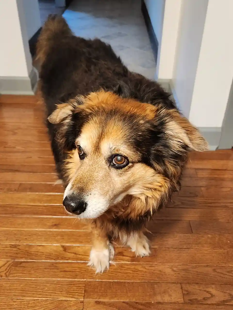 A fluffy brown and tan dog with large, sad eyes looks up at the camera from a wooden floor, its body angled away but head…