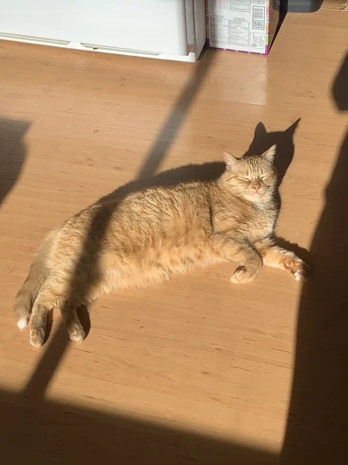 An orange tabby cat is lying on a light wooden floor, bathed in sunlight, with its eyes closed and paws relaxed, appearing…