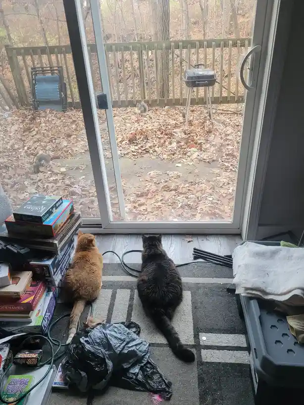I Left the Stale Chips Outside: A Snack's Journey