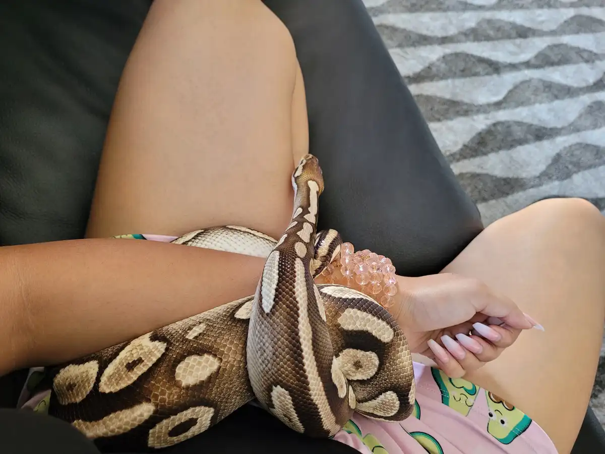 A person is lounging on a dark couch with a large, patterned ball python wrapped around their arm and torso. The snake has…